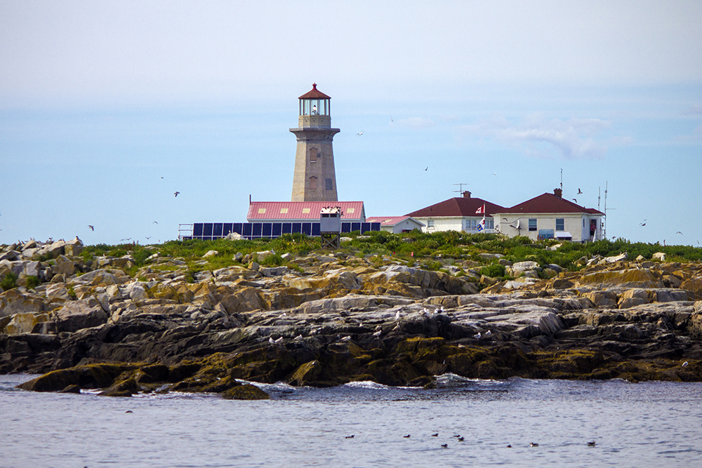 Machias Seal Island