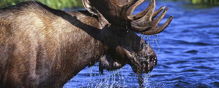 Maine’s Watchable Wildlife