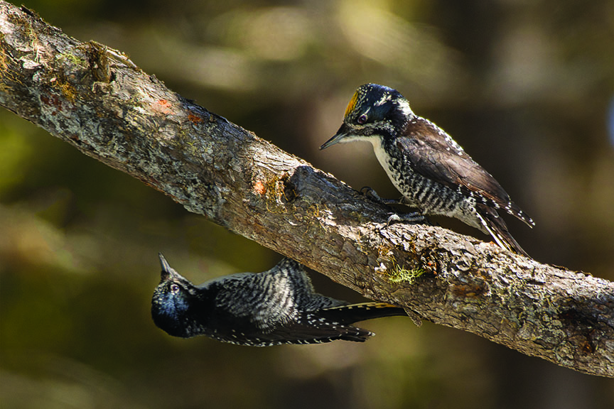 Aroostook County Birding Trail