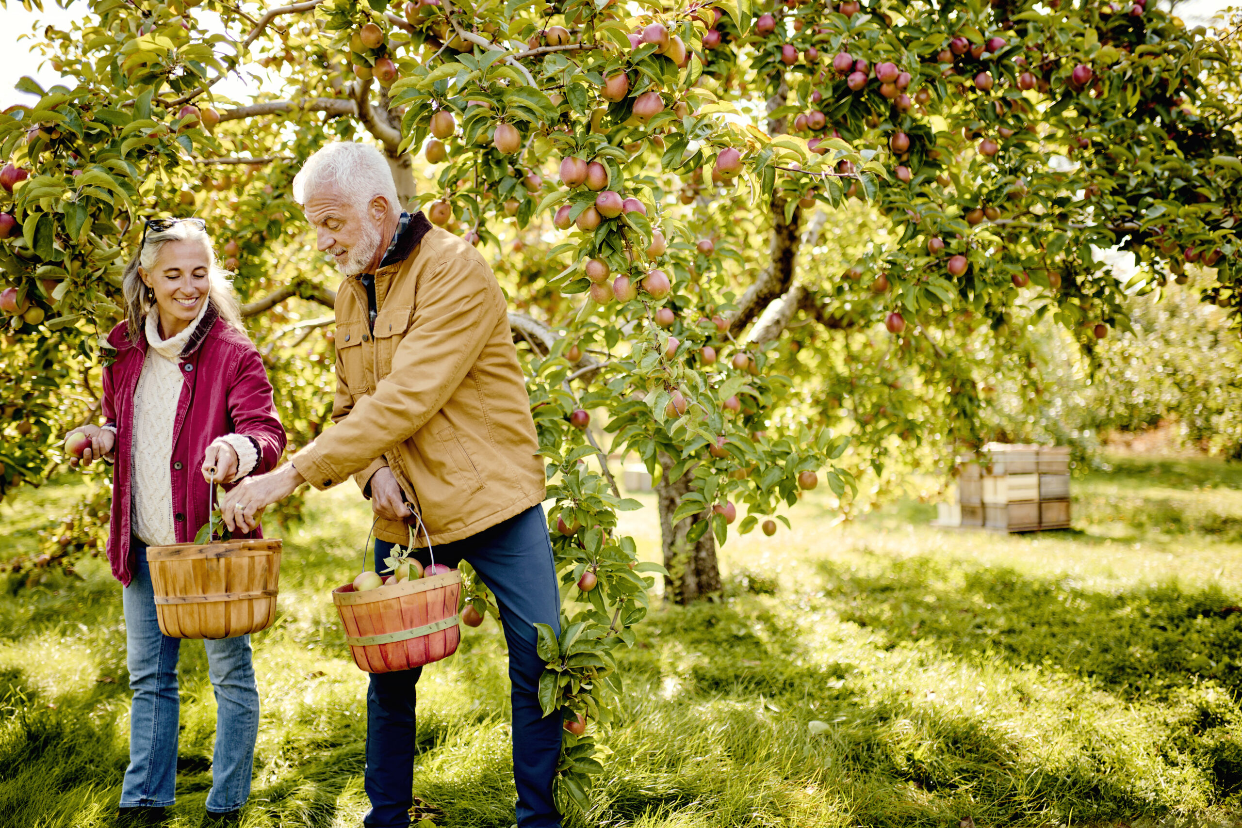 Apfelpflücken in Maine - Visit Maine, image size:2560x1708