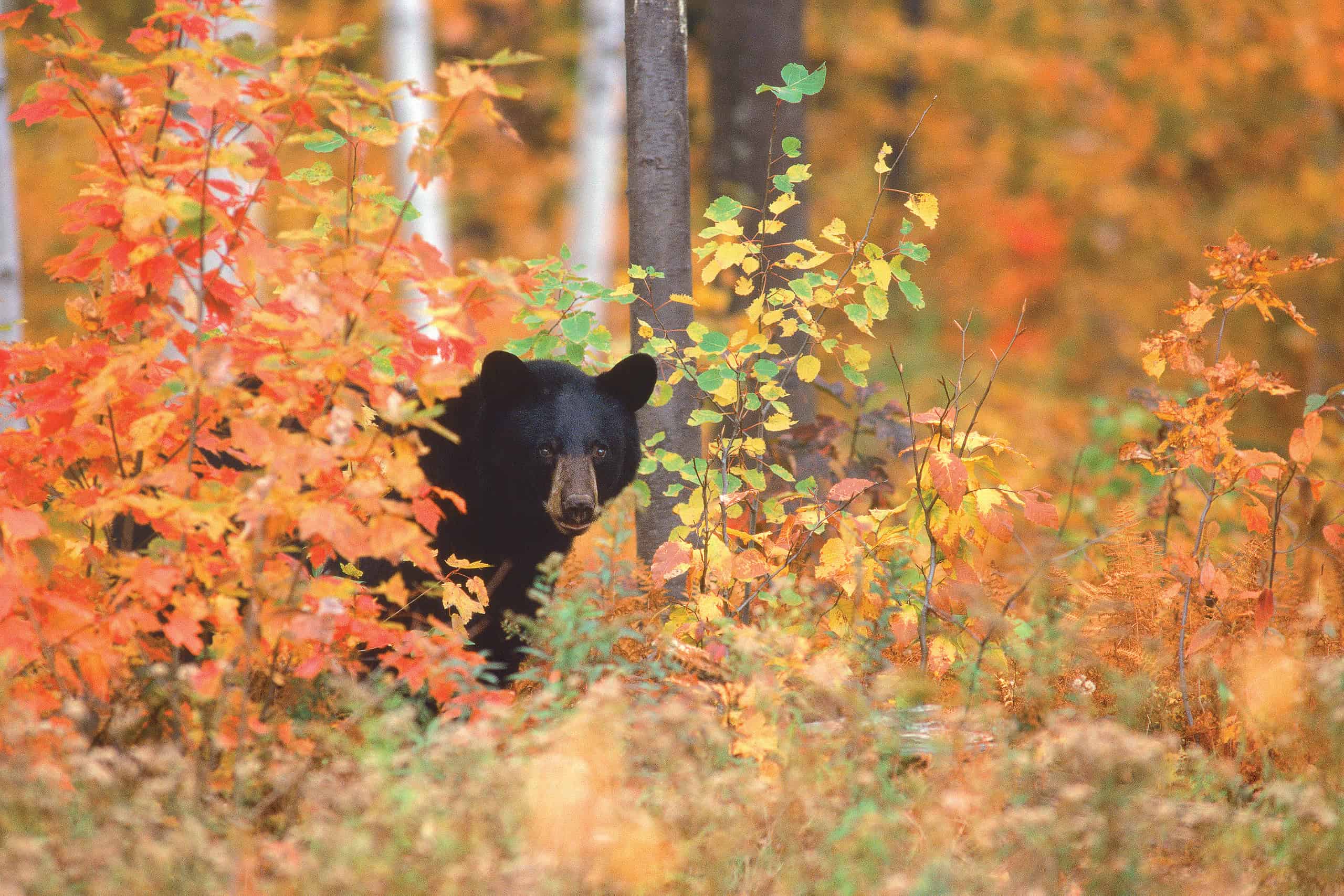 Maine’s Wildlife Rescues, Animal Parks, Zoos & Aquariums