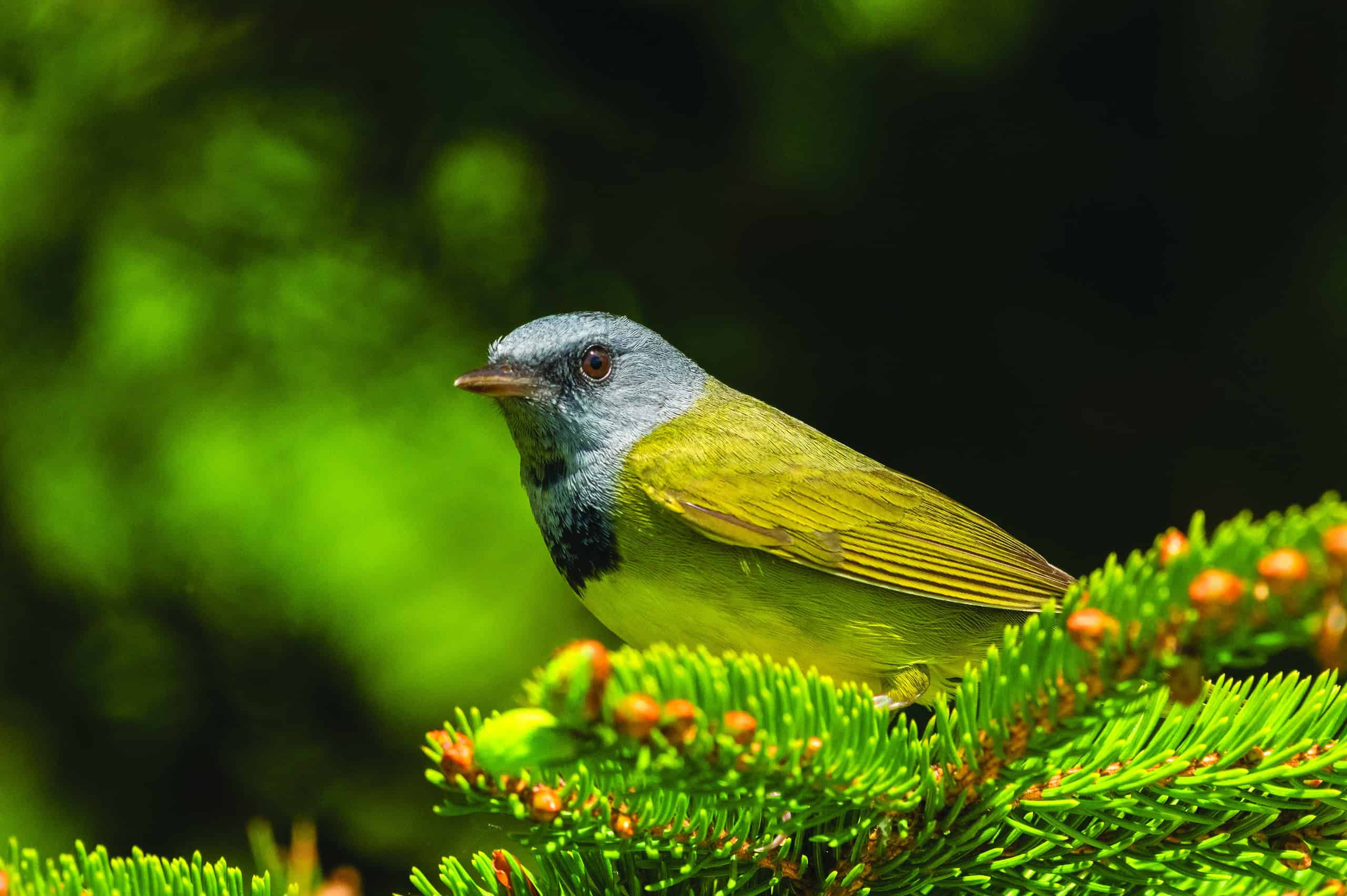 Maine’s MidCoast & Islands Birding Trail