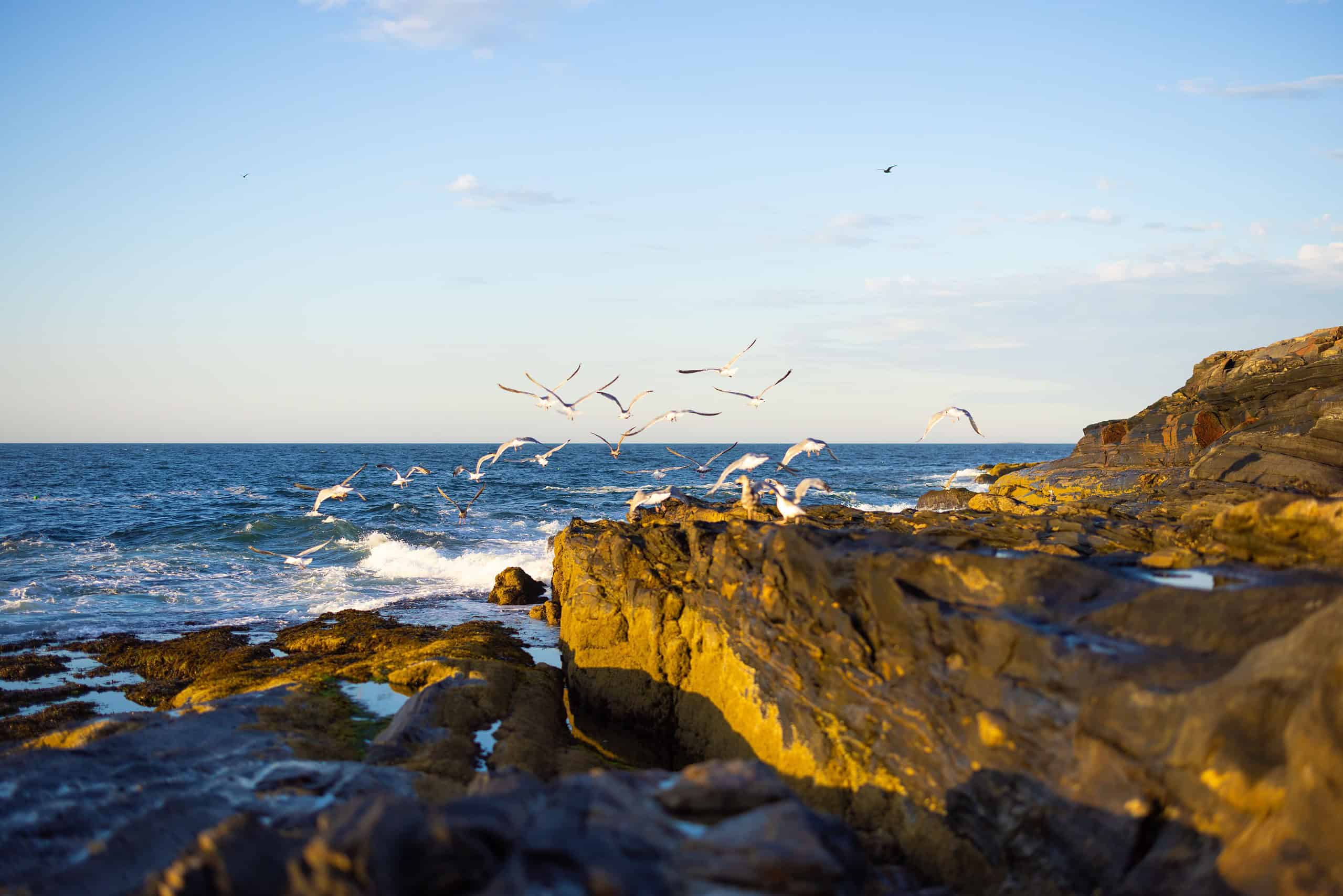 Maine Birding Trail