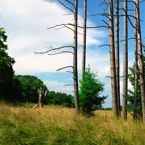 Trip Tip: Visit Holbrook Island Sanctuary