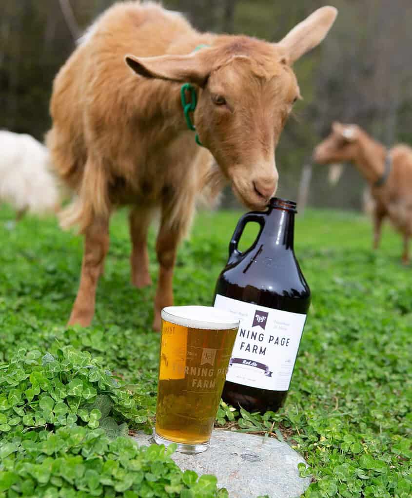 A goat in a field is sniffing a jug labeled "Turning Page Farm." In front is a glass filled with a frothy beverage, also labeled "Turning Page Farm." Another goat is seen in the background.