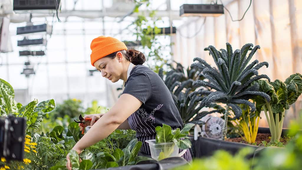A person wearing an orange beanie tends to plants in a greenhouse filled with various lush, green vegetation.