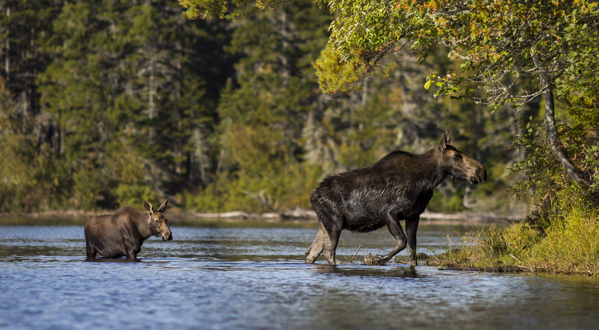 All About Moose – Greenville