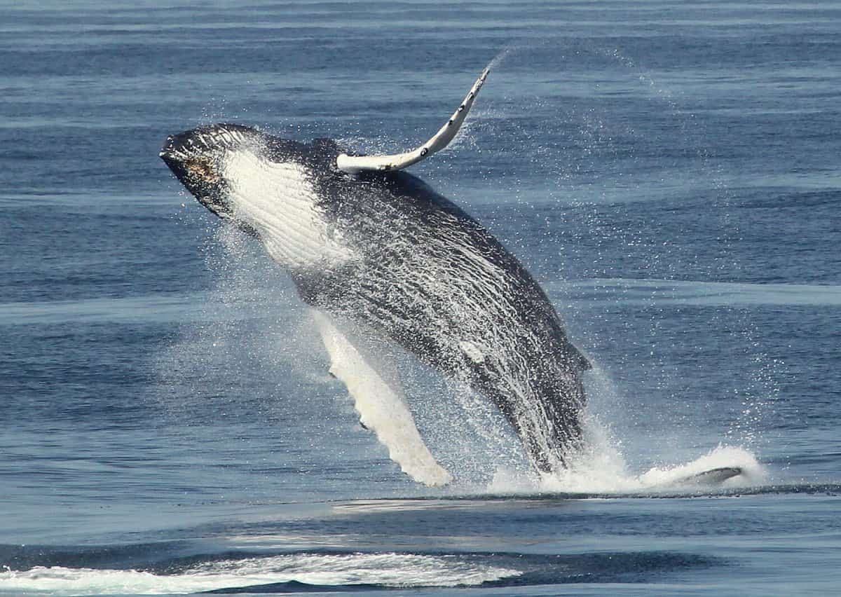 A humpback whale breaches the water surface, showing its white underbelly and flippers against the blue ocean background.