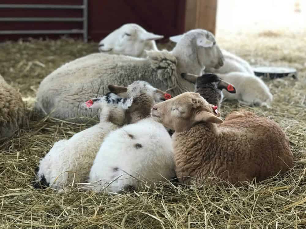A group of sheep, including lambs, rest together on hay inside a barn at Wolfe Neck Farms near Portland, Maine.