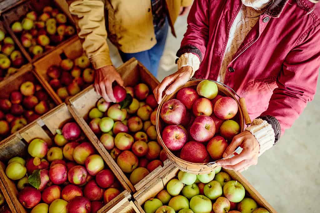 Two people sorting apples into wooden crates, with one holding a basket of apples.