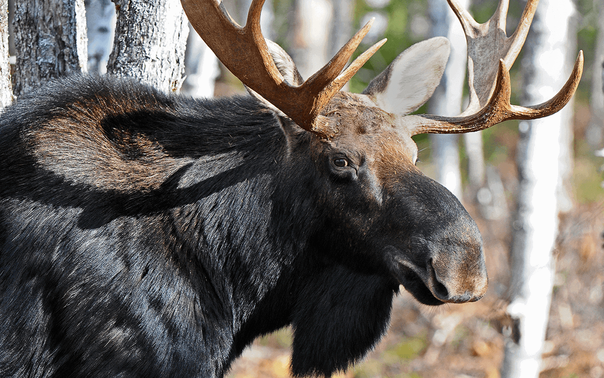 Birding & Wildlife Watching