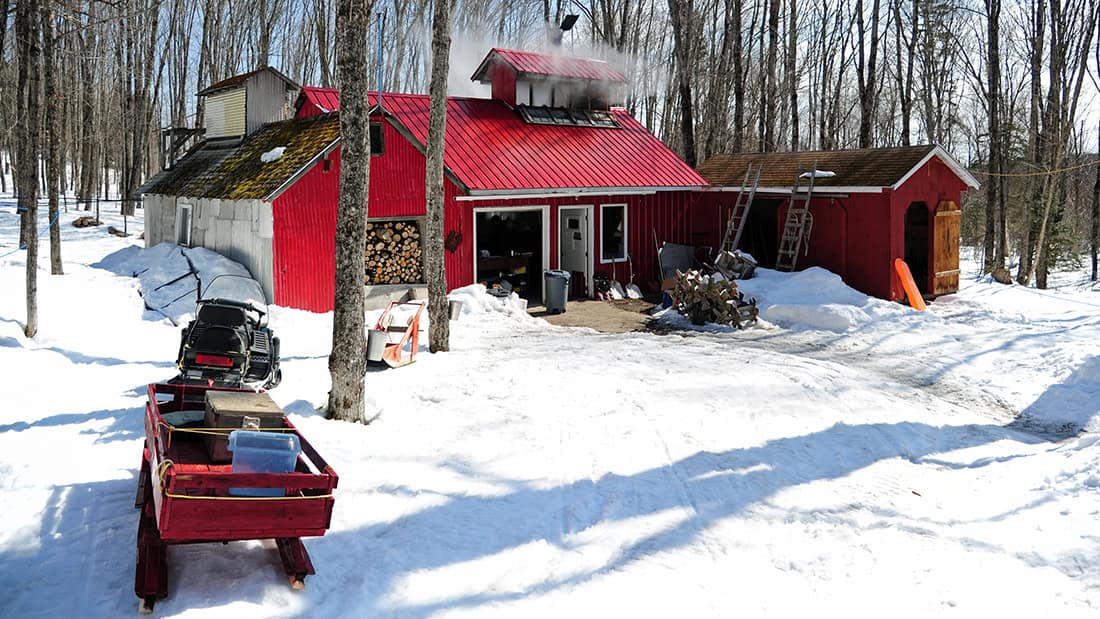 Maine Maple Sunday