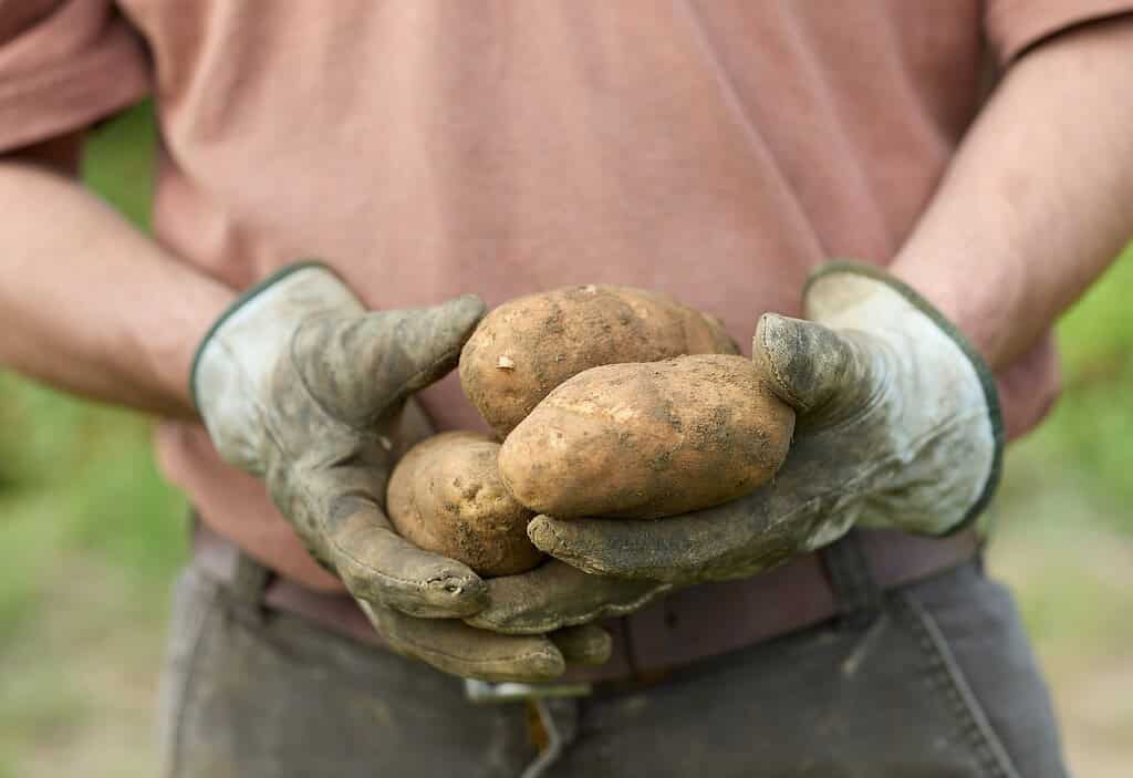 gloved hands holding dirty potatoes