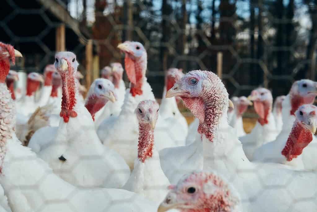 group of white turkeys and red gobblers