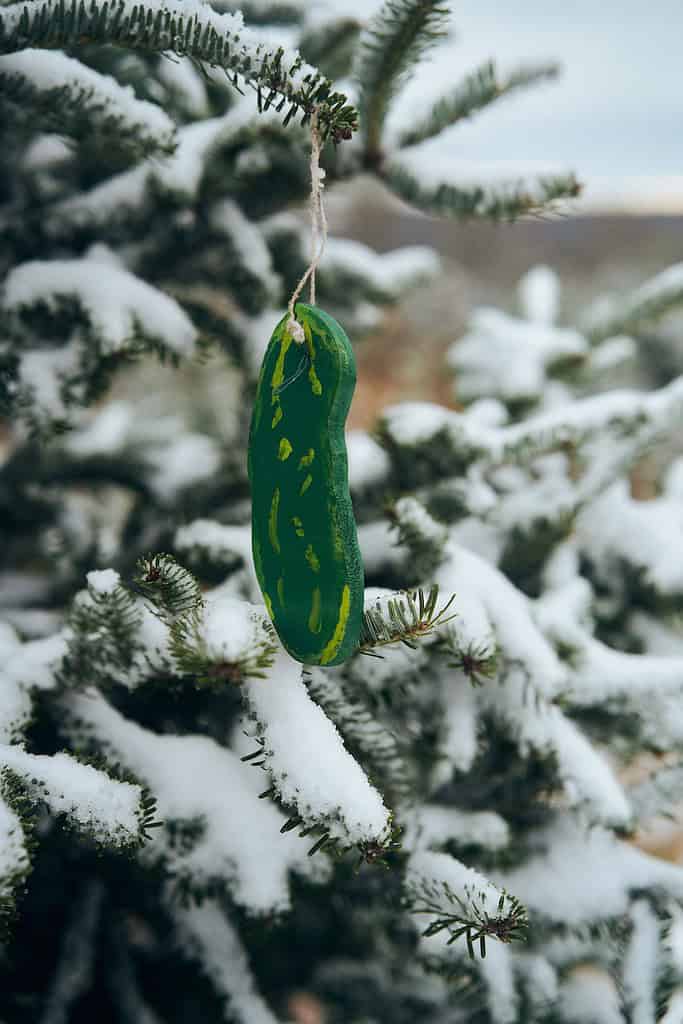 A green pickle-shaped ornament hangs from a snow-covered evergreen tree branch outdoors.