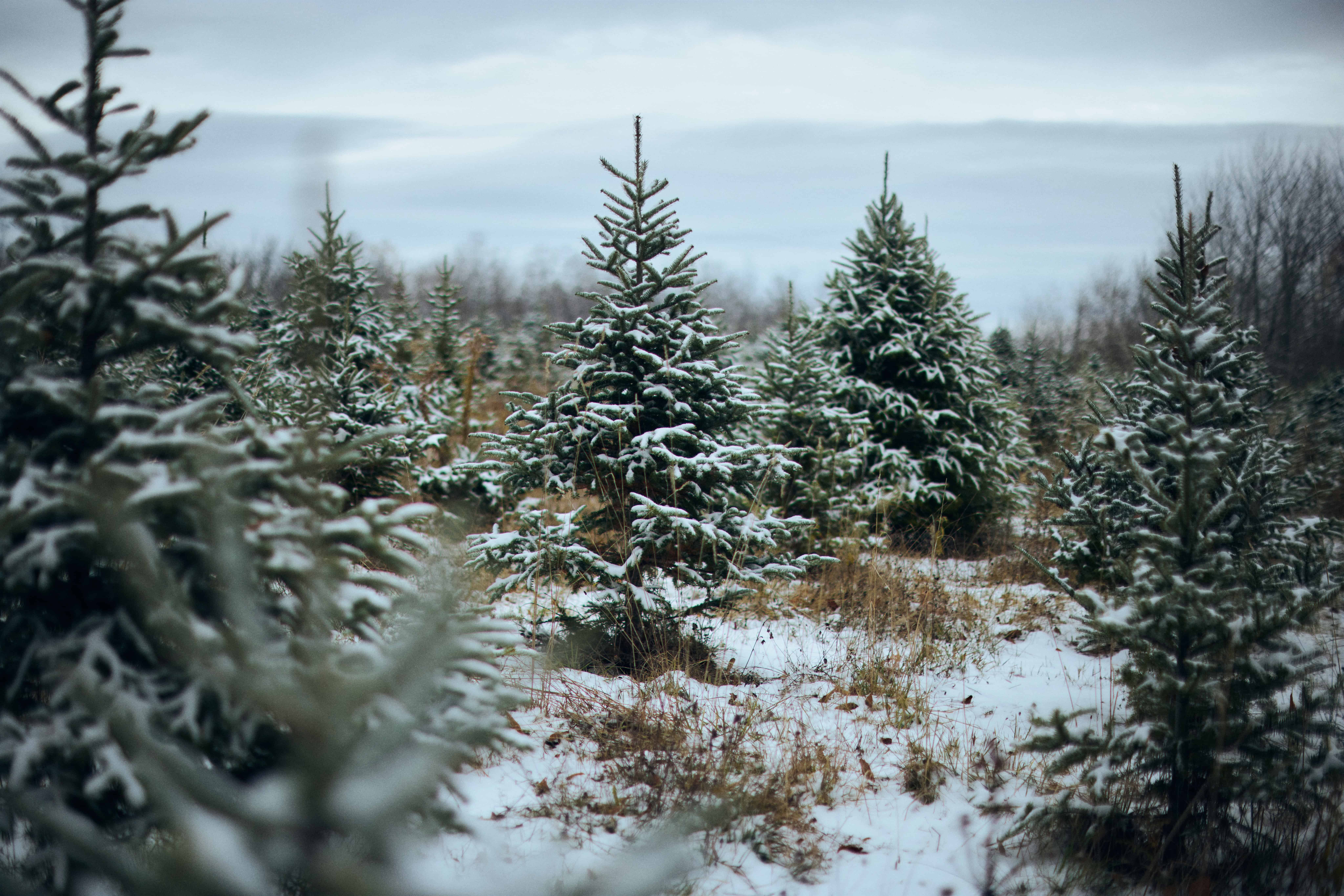 Holiday Magic at Maine Christmas Tree Farms