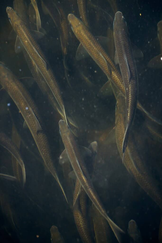 dark, murky river water and lots of silvery alewives