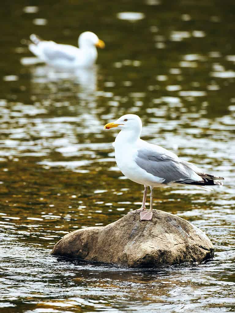 seagulls standing on river rock looking for alewives
