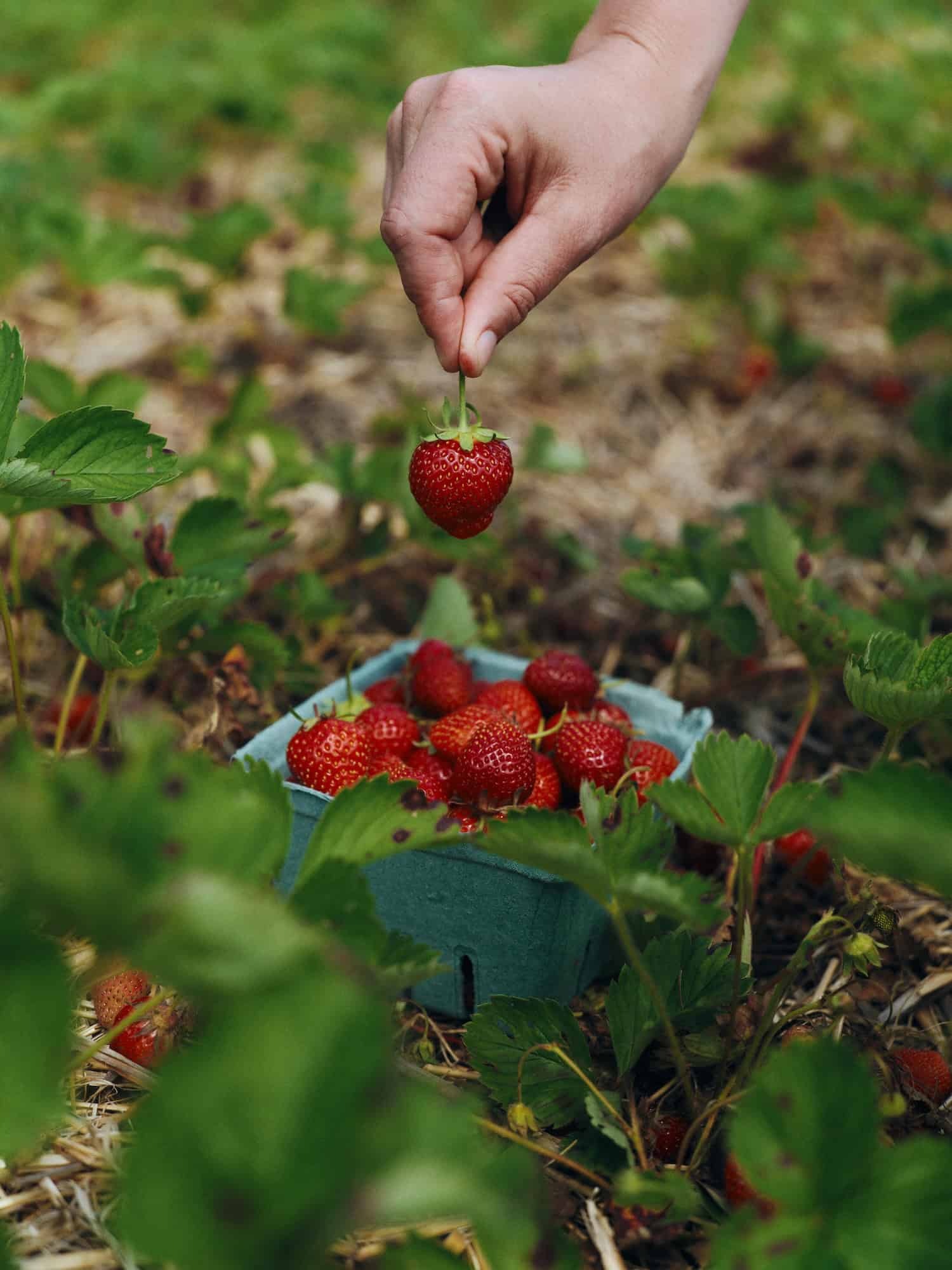hand holding a strawberry