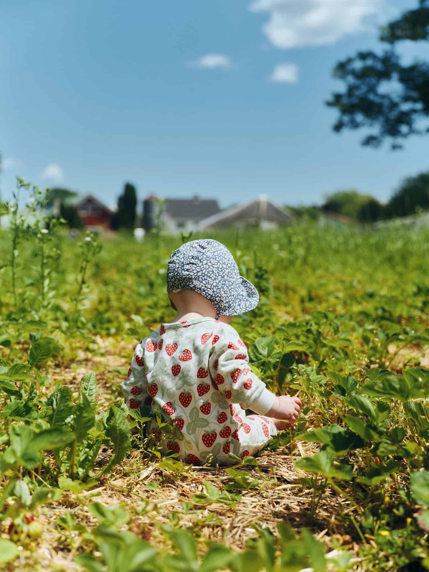 baby with a sunbonnet sitting in a strawberry field