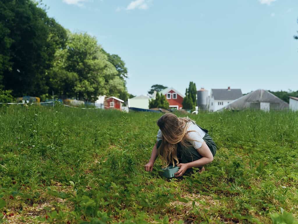 woman picking strawberries at a farm in Maine