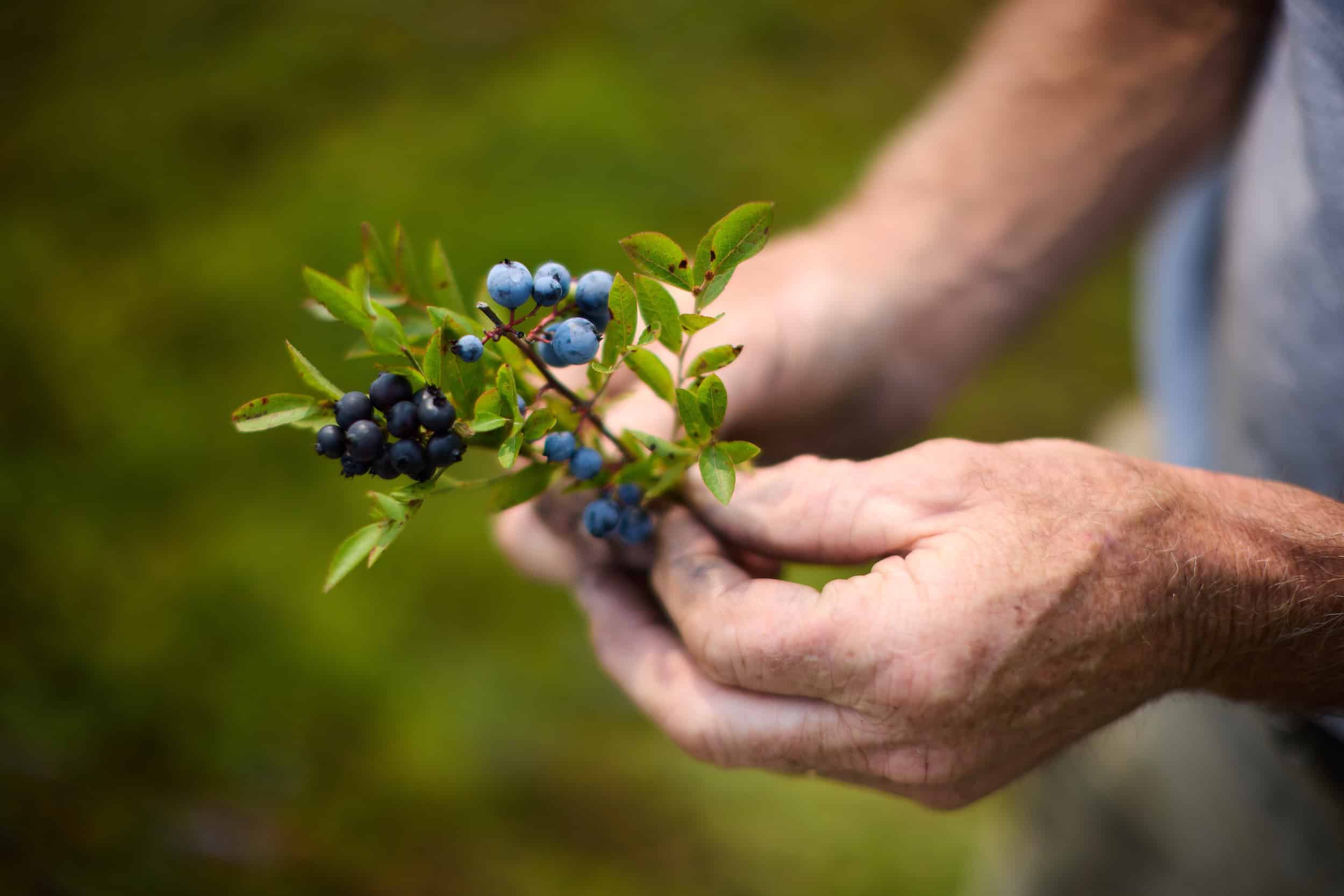 Summer is Maine Wild Blueberry Season