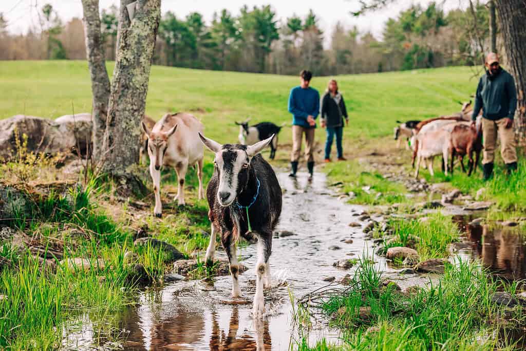 A black goat walks through a shallow stream in a grassy field, with other goats and two people standing in the background.