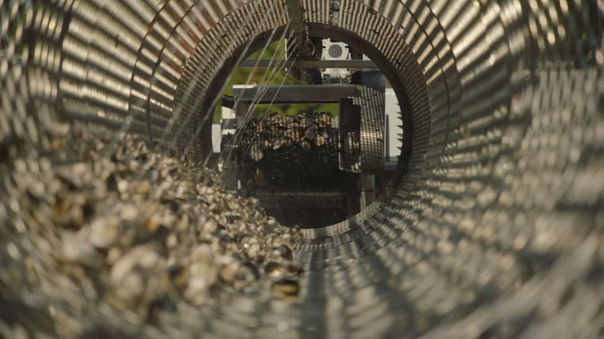 Oysters tumble through a cylindrical industrial sorting machine.