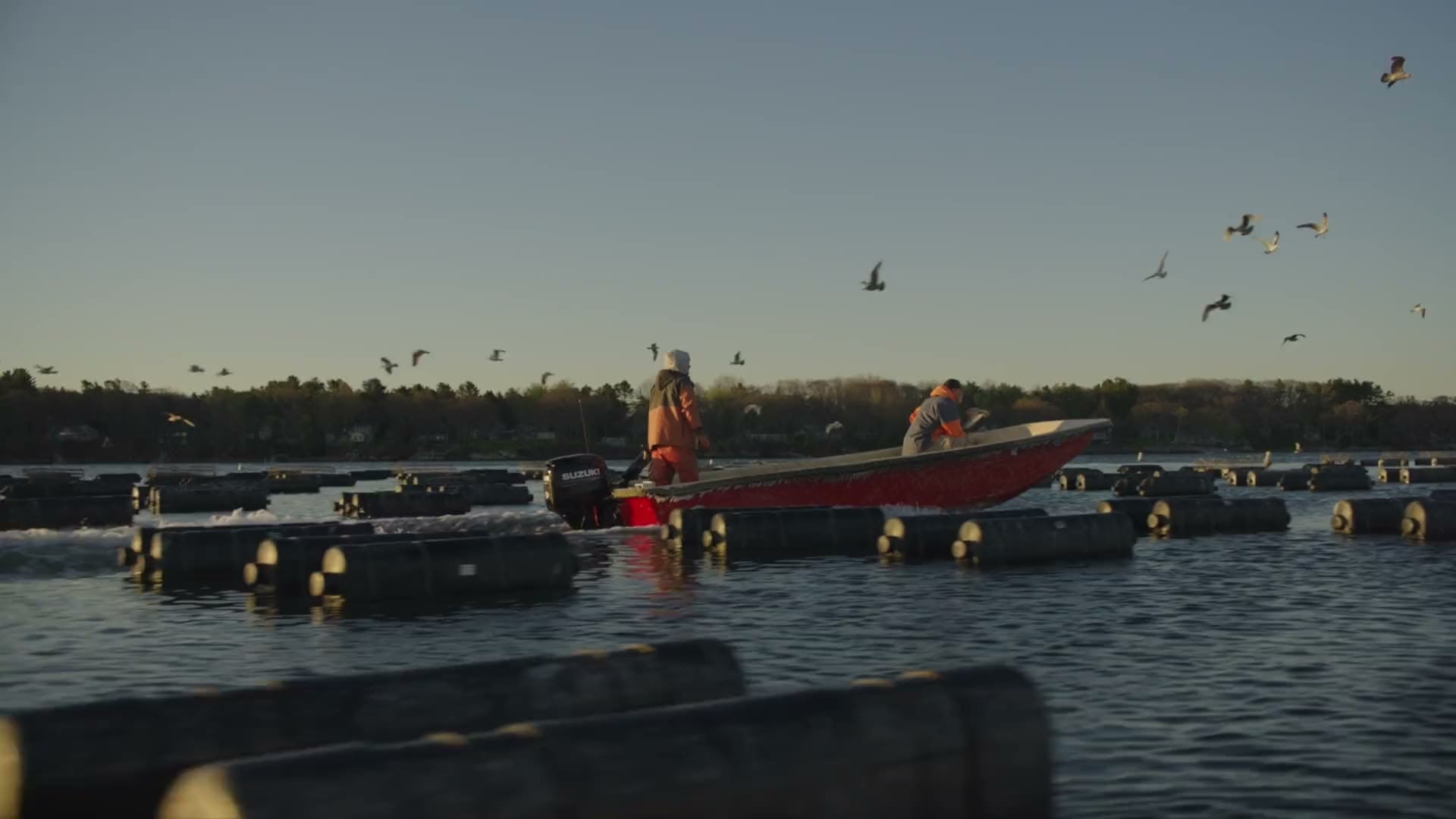Two people in a small motorboat navigate through rows of oyster floats on the water.