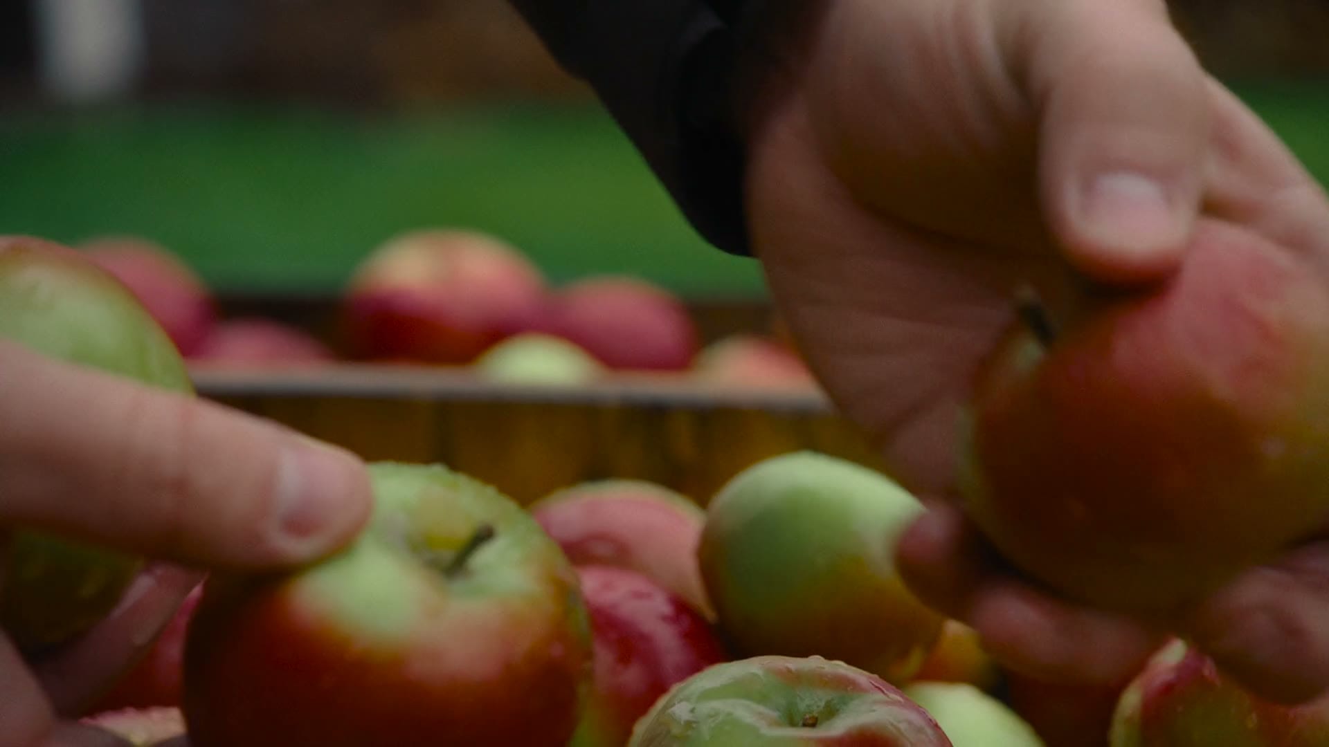 A person’s hands picking red and green apples from a wooden crate.