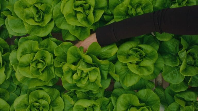 Harvesting lettuce